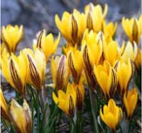 Крокус Эрли Голд 5/7 (10шт) НК391587 Крокус Эрли Голд 5/7 (10шт) НК391587