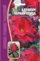 Адениум Черная Птица 3 шт