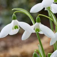 Подснежник Элвиса 6/7 (5шт)  Подснежник Элвиса 6/7 (5шт)