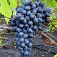 Виноград Кишмиш Осенний королевский (Отэм Роял сидлис)