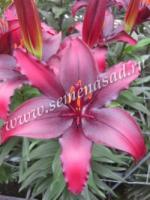 Лилия Азиатская Блэк Лист (14/16) 2 шт 