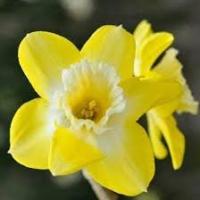 Нарцисс жонкиллиевидный Пипит (5шт, 12/14) 845271 Нарцисс жонкиллиевидный Пипит (5шт, 12/14) 845271