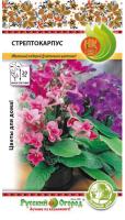 Стрептокарпус смесь 6шт