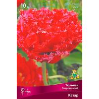 Тюльпан Бахромчатый Катар (ярко-красный со светлой бахромой 11/12) 7шт 833111 Тюльпан Бахромчатый Катар (ярко-красный со светлой бахромой 11/12) 7шт 833111