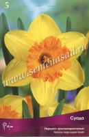 Нарцисс Крупнокорончатый Суада (12/14) 5шт.
