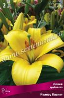 Лилия Трубчатая Йеллоу Планет