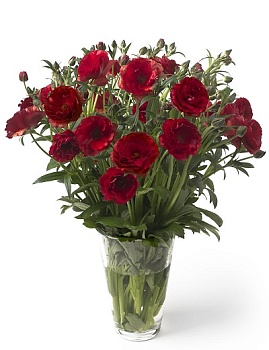 Лютик гибридный Батерфляй Аид /К 839677 Лютик гибридный Батерфляй Аид /К 839677