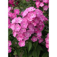 Флокс метельчатый Селена (I) 1 шт