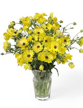 Лютик гибридный Батерфляй Артемида /К 839674 Лютик гибридный Батерфляй Артемида /К 839674