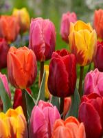 Тюльпан Роял Фламенс микс Тюльпан Роял Фламенс микс