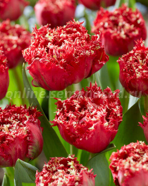 Тюльпан Бахромчатый Катар (ярко-красный со светлой бахромой 11/12) 7шт 833111 Тюльпан Бахромчатый Катар (ярко-красный со светлой бахромой 11/12) 7шт 833111