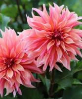 Георгина Лабиринт