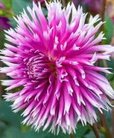 Георгина Тэйбл Дэнсер