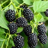 Саженцы Ежевика Вон 827661