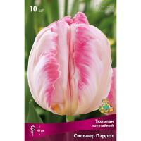 Тюльпан Попугайный Сильвер Пэррот (цвет слоновой кости с кремово-желтыми язычка, 7шт, 11/12)  Тюльпан Попугайный Сильвер Пэррот (цвет слоновой кости с кремово-желтыми язычка, 7шт, 11/12)