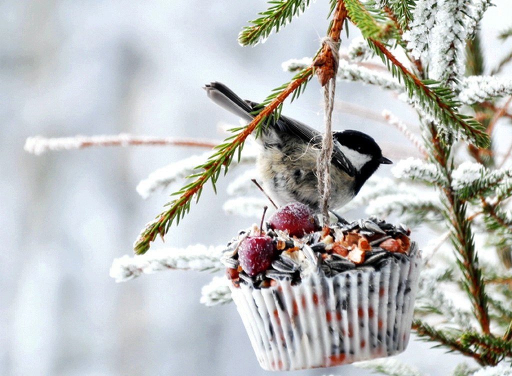 календарь садовода календарь садовода