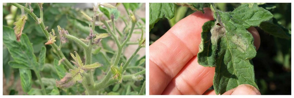 столбур.jpg столбур.jpg