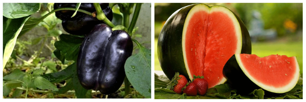 перец-и-арбуз.png