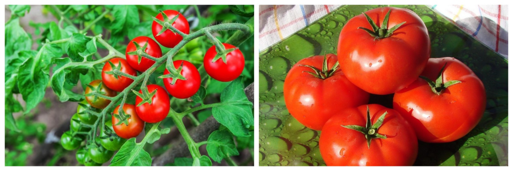 томаты3.png