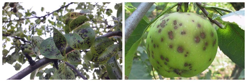 парша2).jpg парша2).jpg