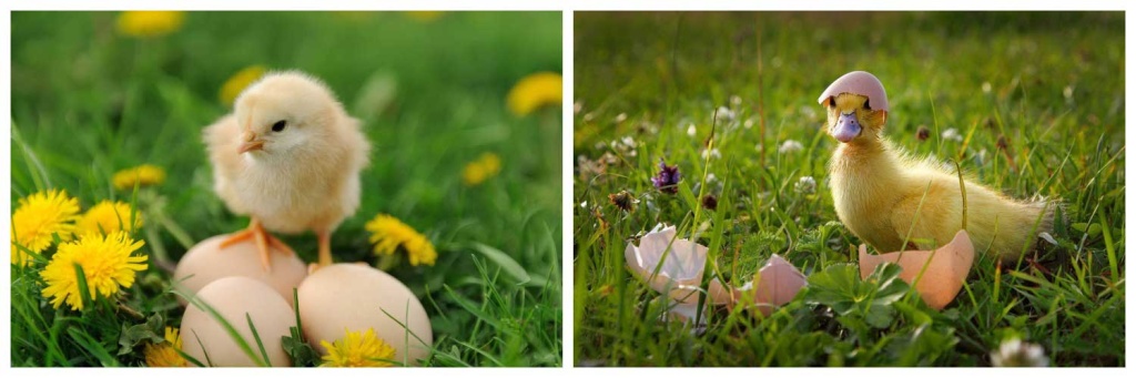 цыплёнок.jpg цыплёнок.jpg