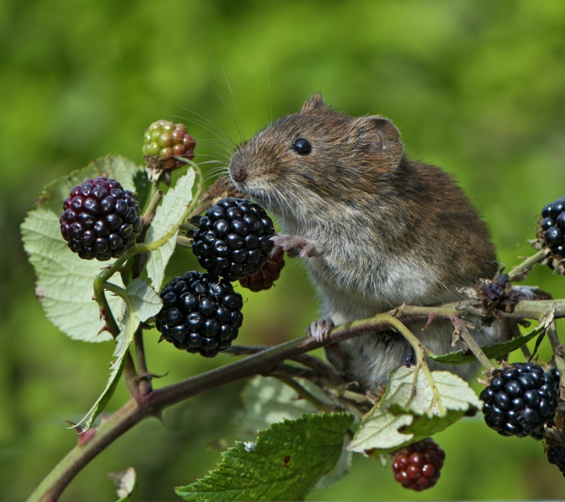 мыши в саду мыши в саду