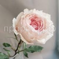 Без названия (1)