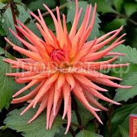 Парк рекорд Парк рекорд