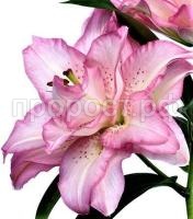 восточная махровая бьютитренд