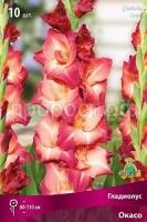 gladiolus-krupnotsvetkovyy-okaso gladiolus-krupnotsvetkovyy-okaso