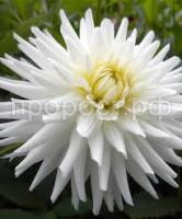 Без названия (1)