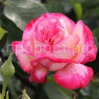 Без названия Без названия