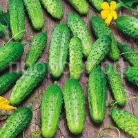 С110924_1 С110924_1