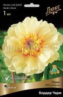 Пион ИТО-гибрид Бордер Чарм-luxbt