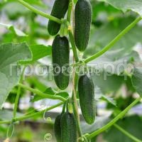 Огурец Бьерн F1 Огурец Бьерн F1