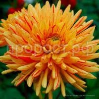 Без названия (1)