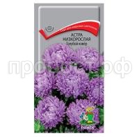 Астра-низкорослая-Голубой-ковер-0,2г-Поиск