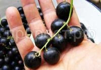 смородина черная ядреная