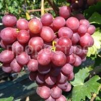 виноград памяти учит. виноград памяти учит.