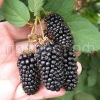 columbia-sunrise-700x700