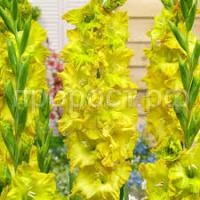 Без названия (1)