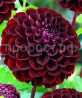 Без названия (1)