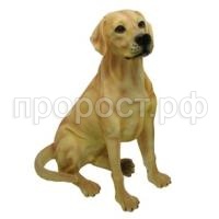 лабрадор
