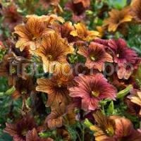 Без названия (33) Без названия (33)