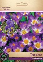 Крокус Триколор Крокус Триколор