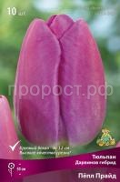 tulipan_darvinov_gibrid_pepl_pride_kaper