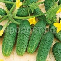 Огурец Кибрия F1