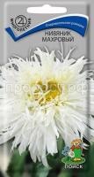 Нивяник махровый