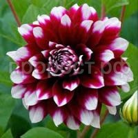 Без названия (1)