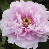 Без названия (1)